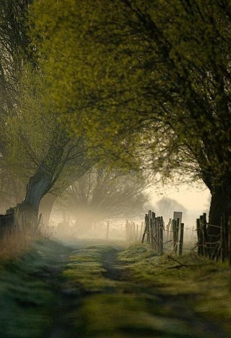 Ein von wackeligen Holzzäunen und Bäumen gesäumter Weg im Morgennebel
Quelle: misty morning, Lake District, England, Ewa Viktorin