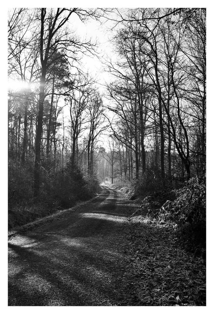 Black and white shot. We are looking along a forest path that disappears into the trees in a slight left-hand bend on the horizon. The sun shines brightly through the trees at the top left of the picture, casting shadows on the path.