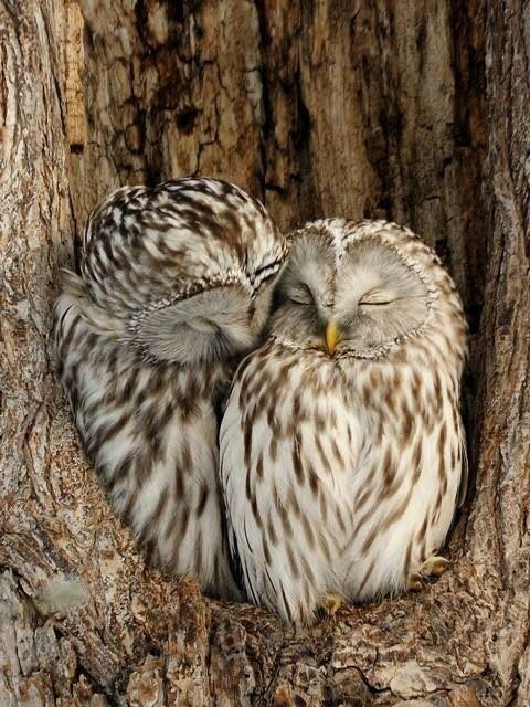 2 owls in a tree being snuggly