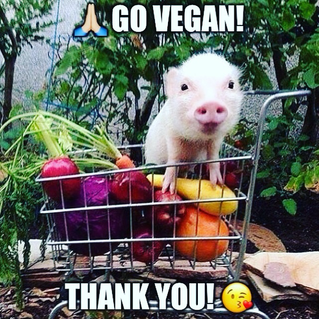 Ein kleines Ferkel steht in einem Einkaufswagen voller Obst und Gemüse. Über ihm steht geschrieben: 🙏 go vegan! Darunter steht: 😘 thank you!