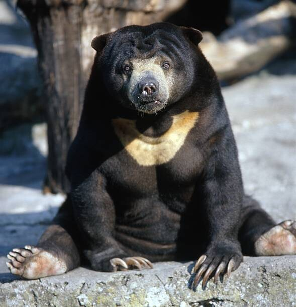 A sun bear staring at the camera, with a look of confusion/depression on its face