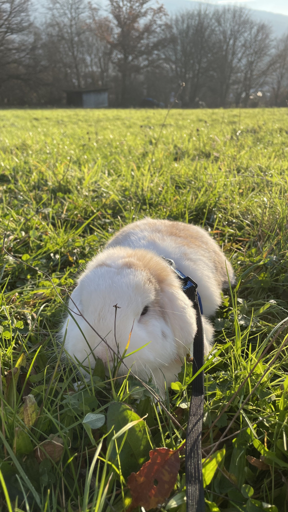 Rabbit on grass