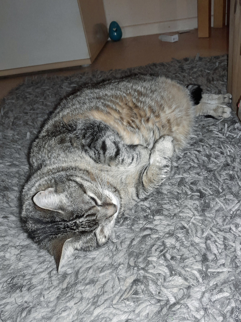 Yoshi One-Eye, a fat grey tabby, camouflages herself in the grey shag carpet. 