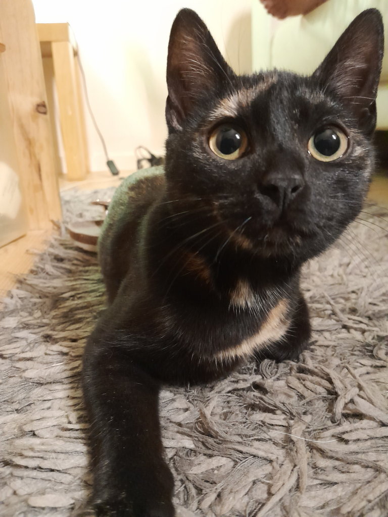 Harley Quinn, an almost black tortoiseshell cat with cinnamon and cream splotches,  is also creeping the carpet.