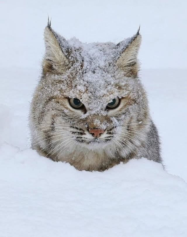 cat looking cross in the deep snow, with snow on its head