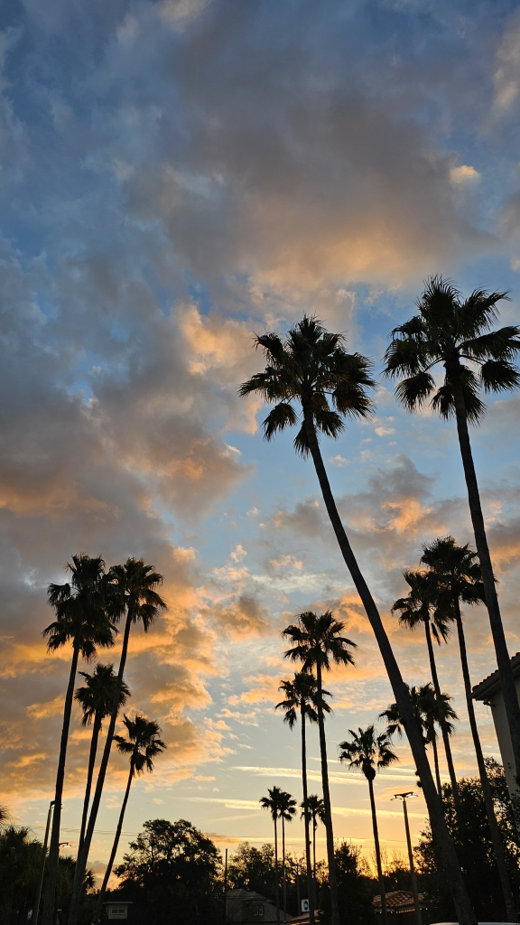 view looking slightly up into sky with green-leaved trees at the very bottom in silhouette with sky above. Palm trees arise from the lower left and right and angle into the center also is silhouette. The sky has clouds that are orange-pink tinted due to sunrise. The sky, appearing between clouds,  is greenish at bottom changing to blue at the top.  