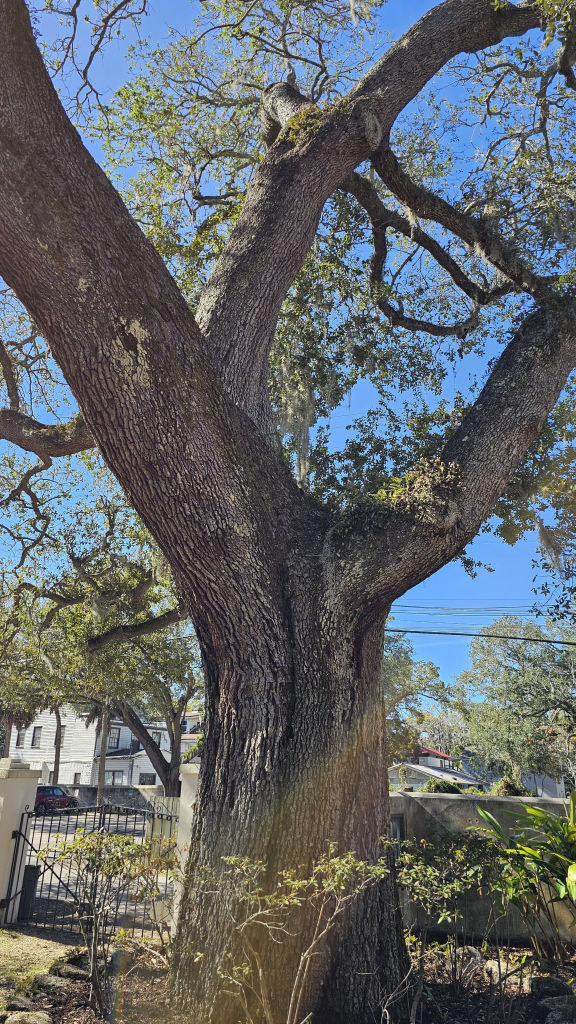 A large tree trunk with vertically lined gray-brown bark. Three large limbs split off at about six feet (two meters). At the bough ends visible there are patches of small green leaves. In the background is a wrought iron gate and, in the distance, an old residential building.