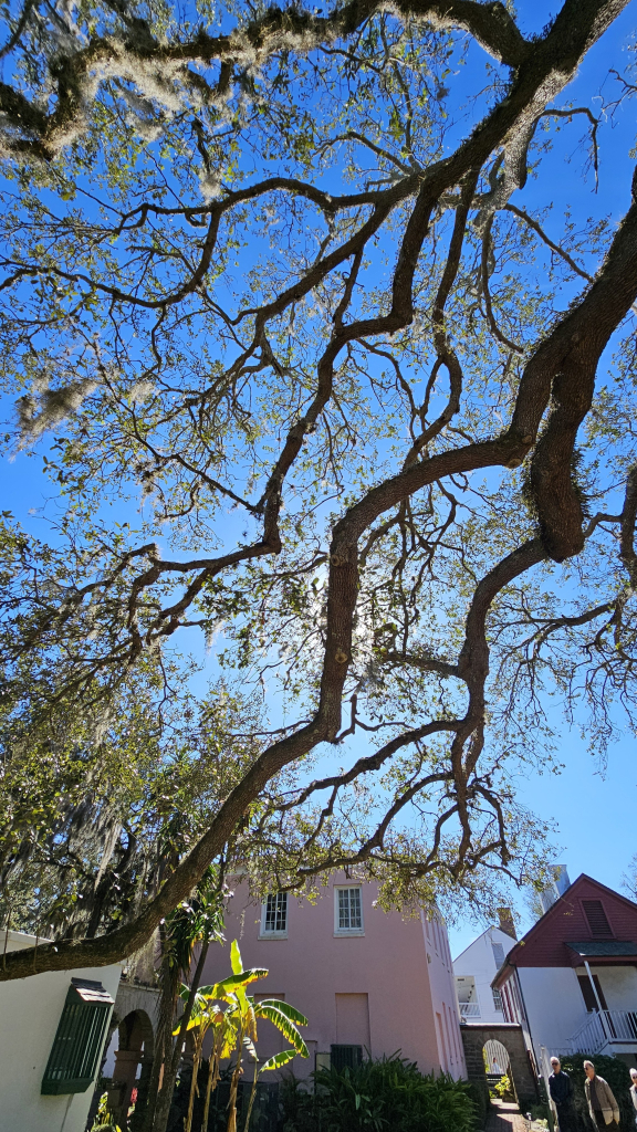 The end of several limbs from the same old tree as previous photo, growing top right to lower left, view looking up into the rich blue sky from underneath. Limbs are gnarled and angular, ending in tufts of small green leaves. There is Spanish moss and ferns growing on the limbs. One limb blocks the sun. On the lower left are the backs of historical buildings, one three stories tall and pink. It has two slim vertical windows on the top floor and a door and similar window on the first floor. There is a section visible of a breezeway made of stone arches. A banana plant grows nearby. There is an arched gate to the right of the pink building. The other building partially visible are white with dark roofs.