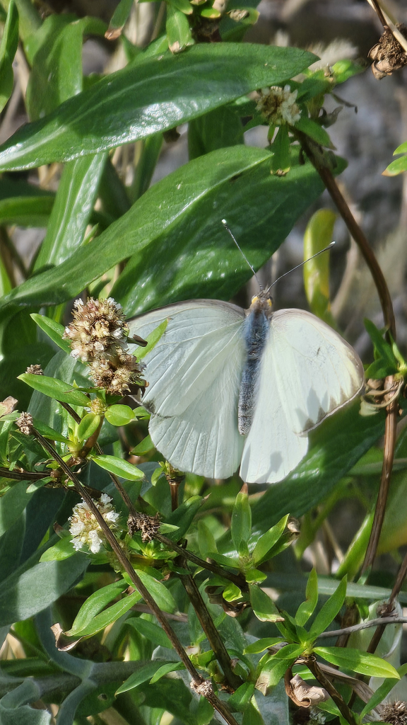 A white-winged butterfly with brown jagged edging on the forewing. On the black-gray body is blue 'fur' behind yellow coloration around the eyes. In the background are blurry green leaves and stems.