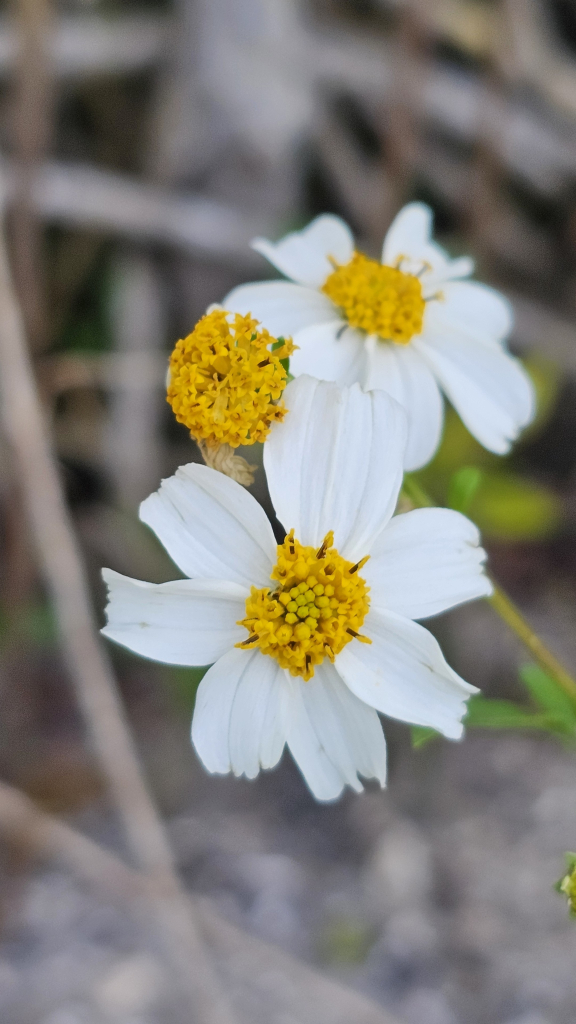 Close up of daisy-like flower with seven white petals that have jagged ends. The center reproductive structures are small golden knobs, some of which have opened up to small tube-like structures with brown bases. Two other similar flowers, one incomplete, are more blurry in the near background. The remaining background is blurry brown stems, sand and a few green leaves in the bottom left.   