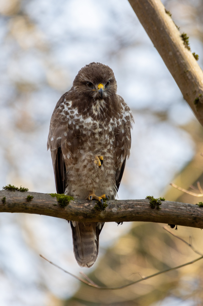 A medium sized bird with mostly brown plumage, that has some white speckles on the underside. More white around the neck, resembling a white collar, which is typical (although not always present) in the otherwise rather variable colouration of this species. Its feet and the upper part of its beak are yellow. The bird is perched on a horizontal branch, which has small patches of moss growing on it. It stands on one leg, while the other is tucked close to its body, mostly hidden beneath its feathers, likely to conserve warmth.