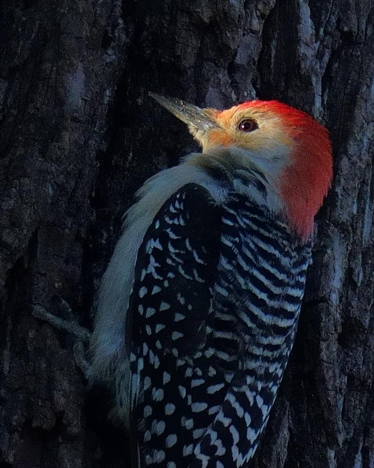 Clinging to a rough-barked tree, a Red-bellied Woodpecker is all in shadow except for a spot of sunshine lighting up its head.