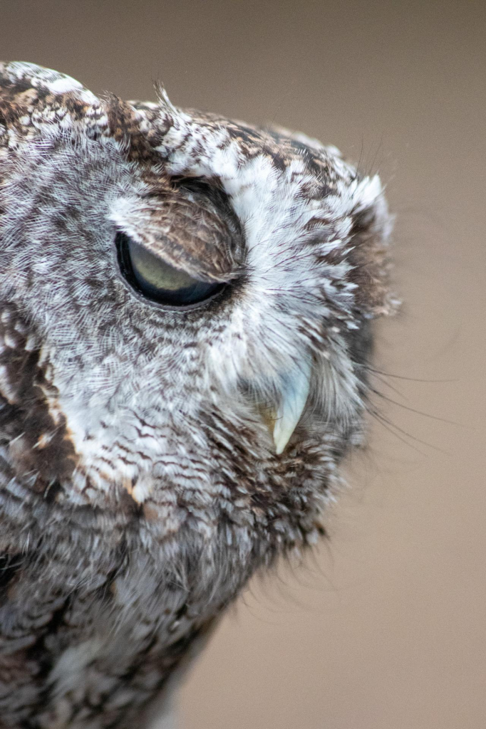 A side view of the head of a small owl. The owl’s plumage is in pale grays and muted browns. One eye is visible, mostly covered by the bird’s lowered eyelid. Its beak, almost lost among the feathers, is a pale gray-white color.