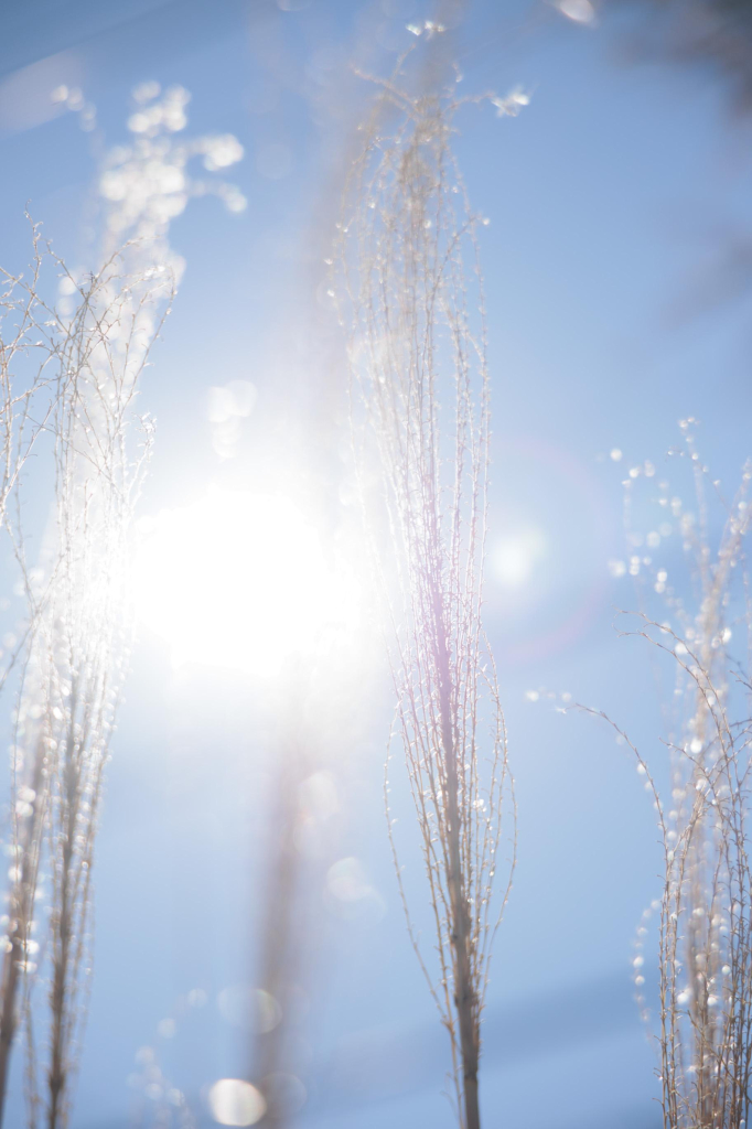 Sunlight shines bright behind delicate strands of grass against a clear blue sky, creating a soft, ethereal atmosphere.