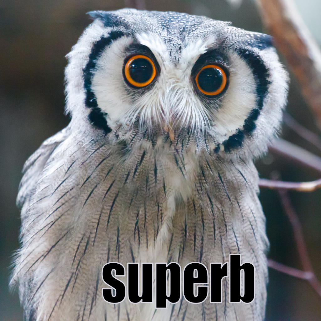 A Northern White-Faced Owl stares directly into the camera with intense amber eyes. It has two curved markings around its face in darker feathers that look like parentheses. Text overlaid at the bottom of the picture says "superb."