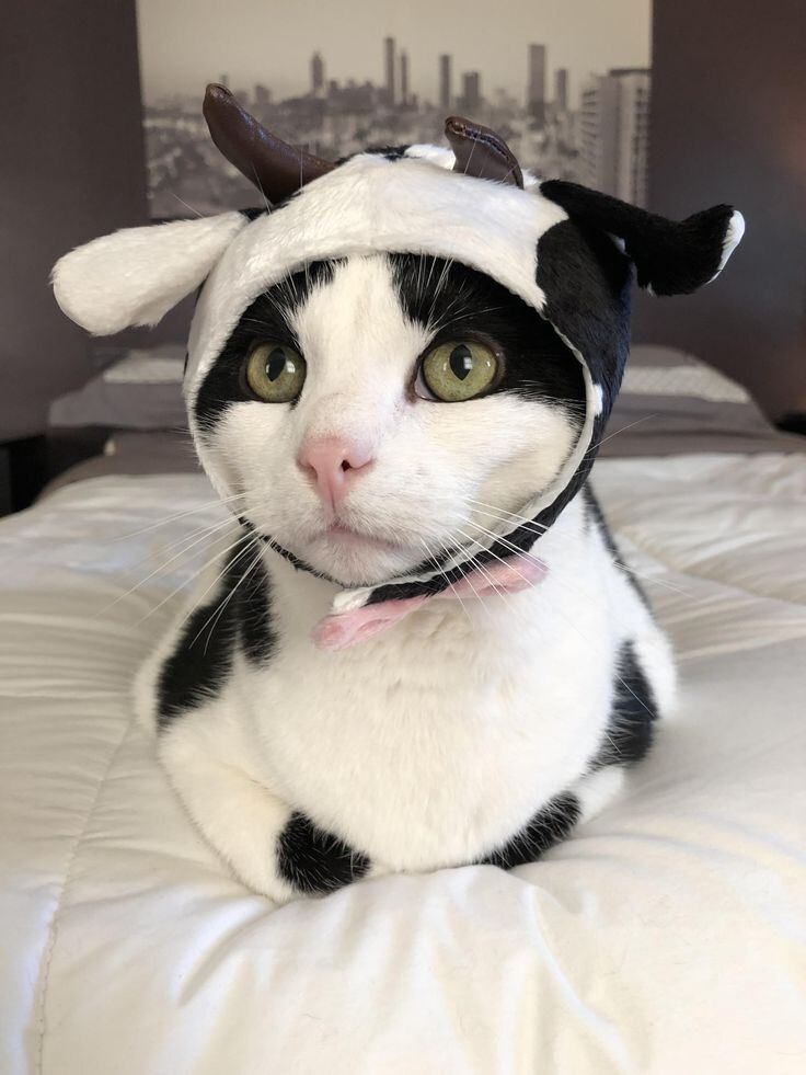 cute black and white cat wearing a cow hat