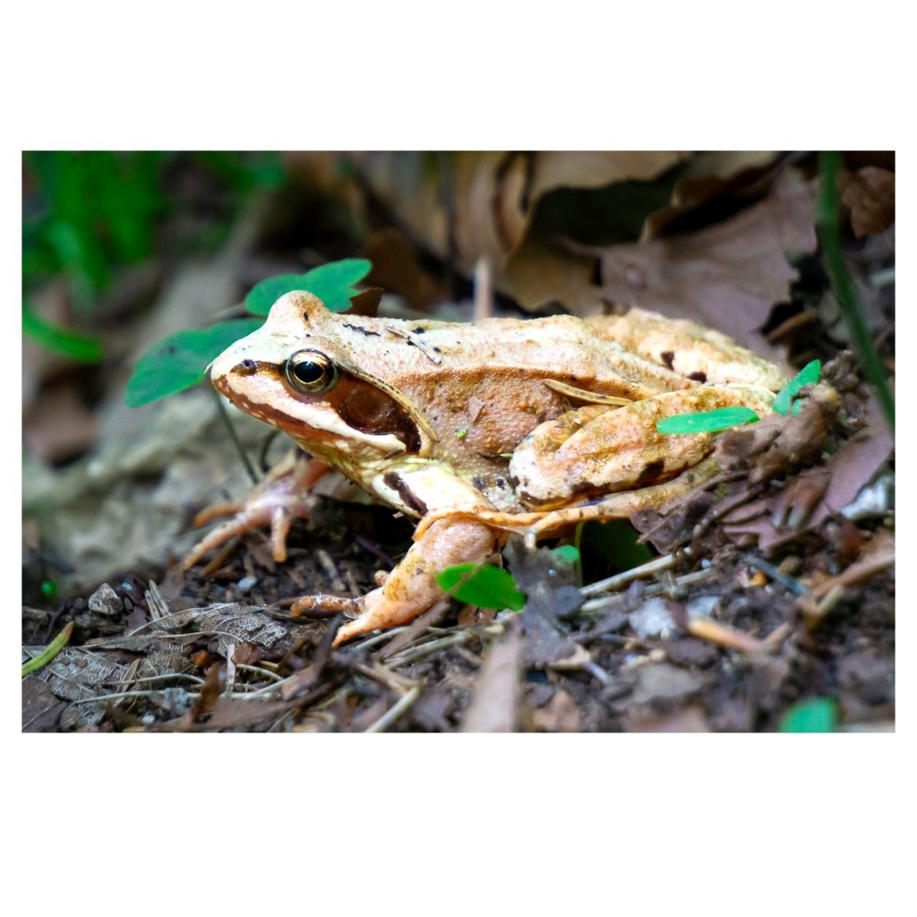 Ein hellbrauner Frosch hockt auf dem Waldboden. 