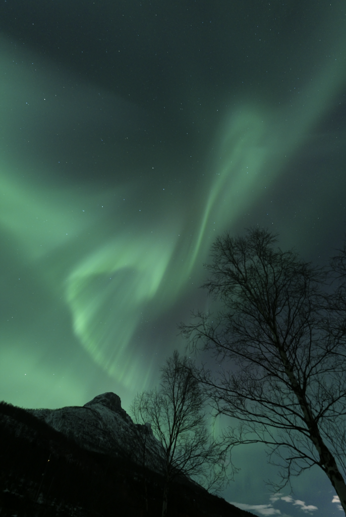 The wave and dance of an aurora pulsing overhead in Grovfjord, with the silhouette of a tree and a snow capped mountain.