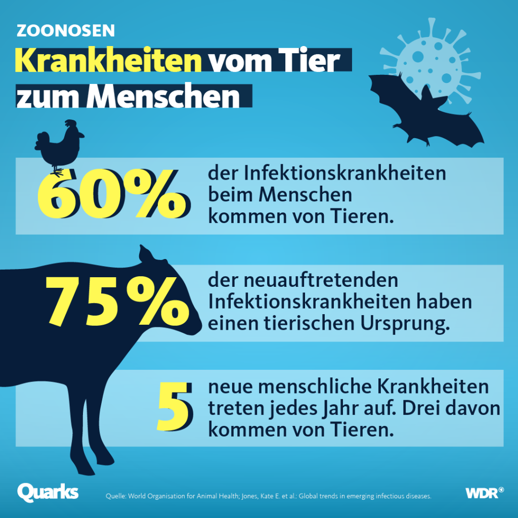 vom Tier zum Menschen 60% der Infektionskrankheiten beim Menschen kommen von Tieren. 75% der neuauftretenden Infektionskrankheiten haben einen tierischen Ursprung. neue menschliche Krankheiten treten jedes Jahr auf. Drei davon kommen von Tieren. Quarks Quelle: World Organisation for Animal Health; Jones, Kate E. et al.: Global trends in emerging infectious diseases. WDR®