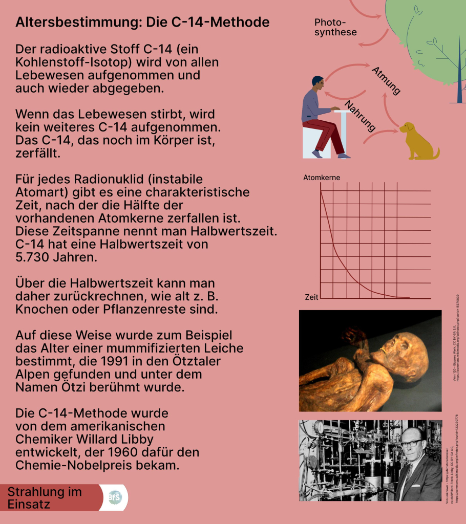 Altersbestimmung: Die C-14-Methode

Der radioaktive Stoff C-14 (ein
Kohlenstoff-Isotop) wird von allen
Lebewesen aufgenommen und 
auch wieder abgegeben.

Wenn das Lebewesen stirbt, wird
kein weiteres C-14 aufgenommen.
Das C-14, das noch im Körper ist,
zerfällt.

Für jedes Radionuklid (instabile 
Atomart) gibt es eine charakteristische
Zeit, nach der die Hälfte der 
vorhandenen Atomkerne zerfallen ist. 
Diese Zeitspanne nennt man Halbwertszeit.
C-14 hat eine Halbwertszeit von
5.730 Jahren. 

Über die Halbwertszeit kann man 
daher zurückrechnen, wie alt z. B.
Knochen oder Pflanzenreste sind.

Auf diese Weise wurde zum Beispiel
das Alter einer mummifizierten Leiche
bestimmt, die 1991 in den Ötztaler
Alpen gefunden und unter dem
Namen Ötzi berühmt wurde.

Die C-14-Methode wurde
von dem amerikanischen 
Chemiker Willard Libby 
entwickelt, der 1960 dafür den 
Chemie-Nobelpreis bekam.
