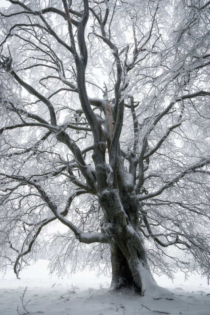 Alte knorrige Hutebuche im Winterkleid aus Schnee und Raureif.