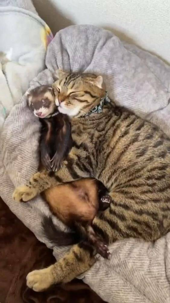 Kitty hugging a ferret while sleeping 