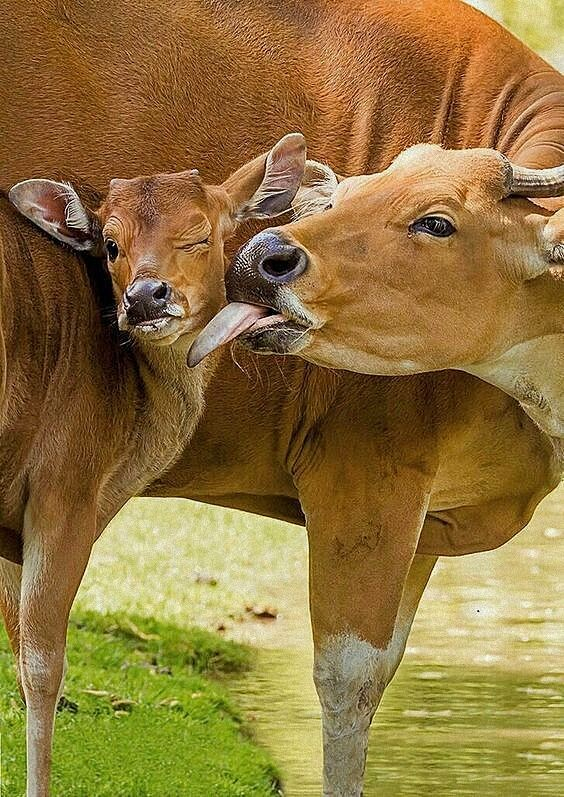 cow licking the face of a calf, while the calf squinches up its eye