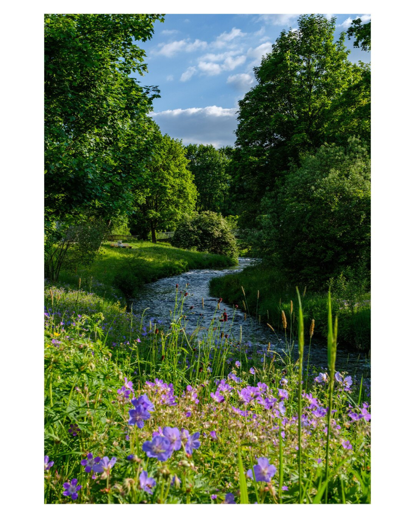 Foto im Hochformat. Blick auf einen Bach im Sommer. Er schlängelt sich Richtung Horizont. Links und rechts sind grüne Wiesen und Bäume. Im Vordergrund ragen lilafarbene Blumen ins Bild. Der Himmel ist leicht bewölkt.