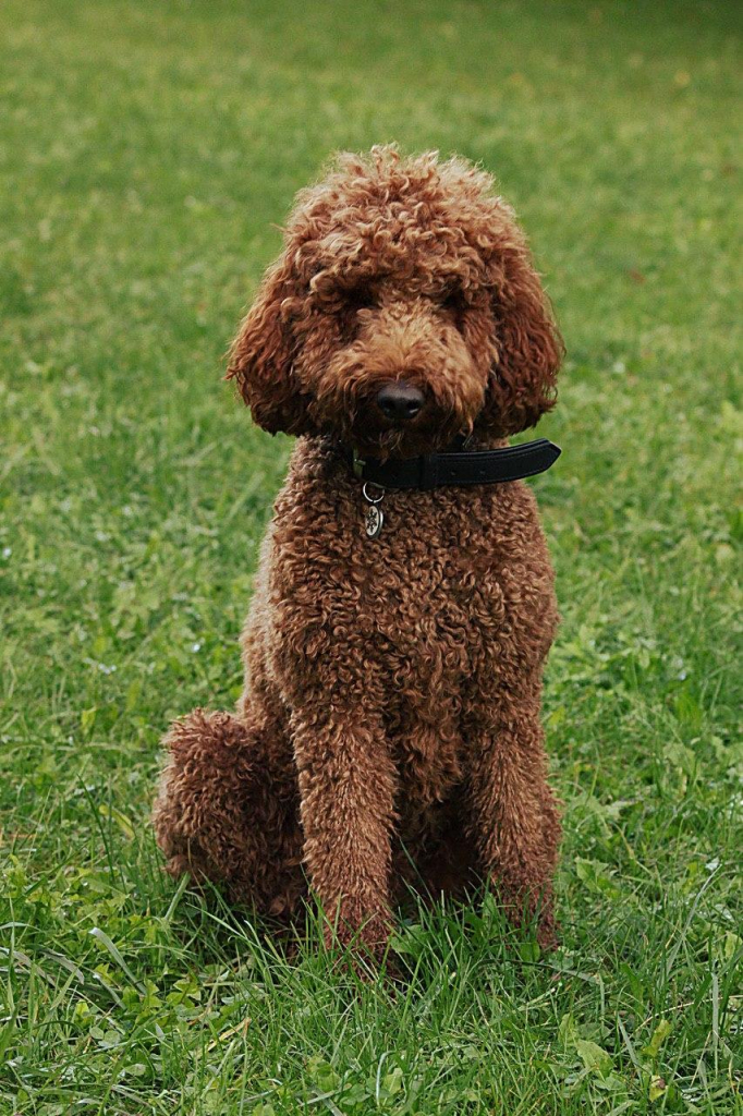 Ein brauner, lockiger Hund sitzt auf einer grünen Wiese. Der Hund hat eine schwarze Halsband mit einem Anhänger. Der Hintergrund zeigt mehr Gras und einige Pflanzen.