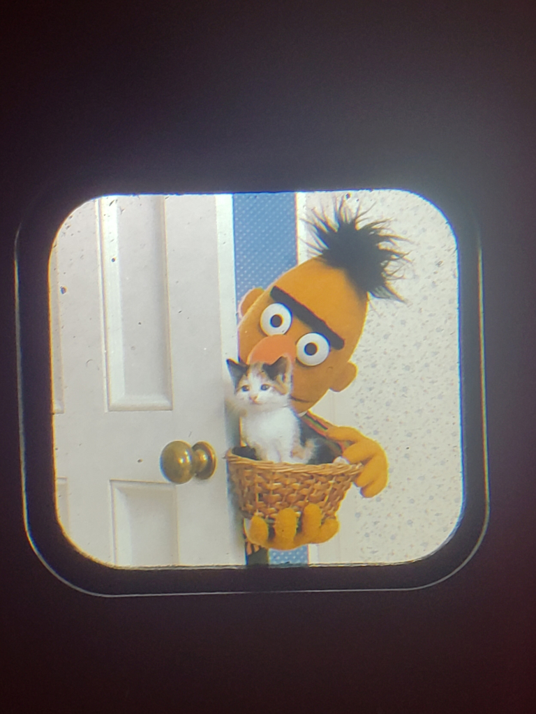 Viewmaster slide. Bert, from Sesame Street, (a muppet) pokes his head around a door holding a basket with a (real) kitten in it.