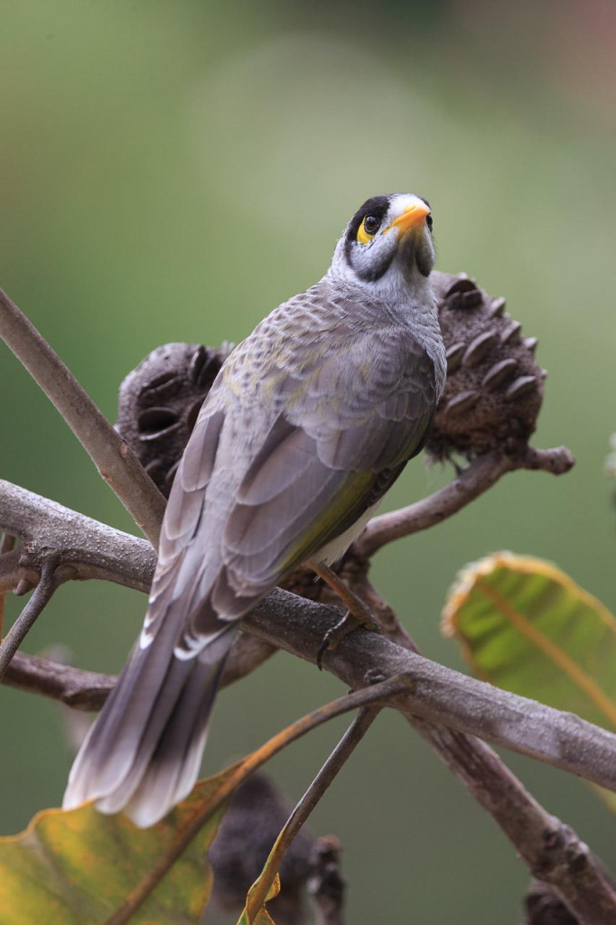 A Noisy Miner (a grey honeyeater bird) perched on the branch of a banksia bush. Two banksia cones can be seen behind it. Its body is turned away from the camera, but its head is turned back around to look at the camera. The background is green and  out-of-focus. 