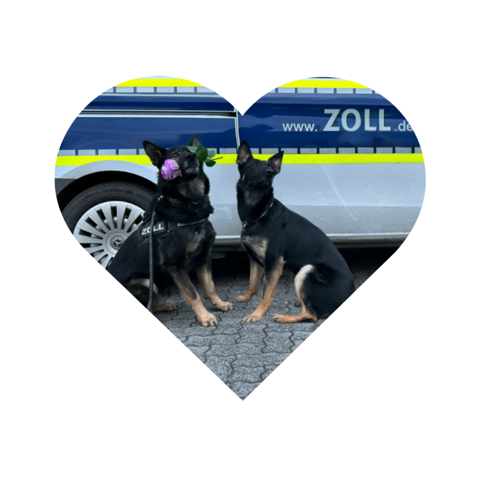 Zollhund Mex mit Blume im Maul sitzt zusammen mit Zollhund Wilma vor einem Zollfahrzeug. Das Foto hat das Format eines Herzens.