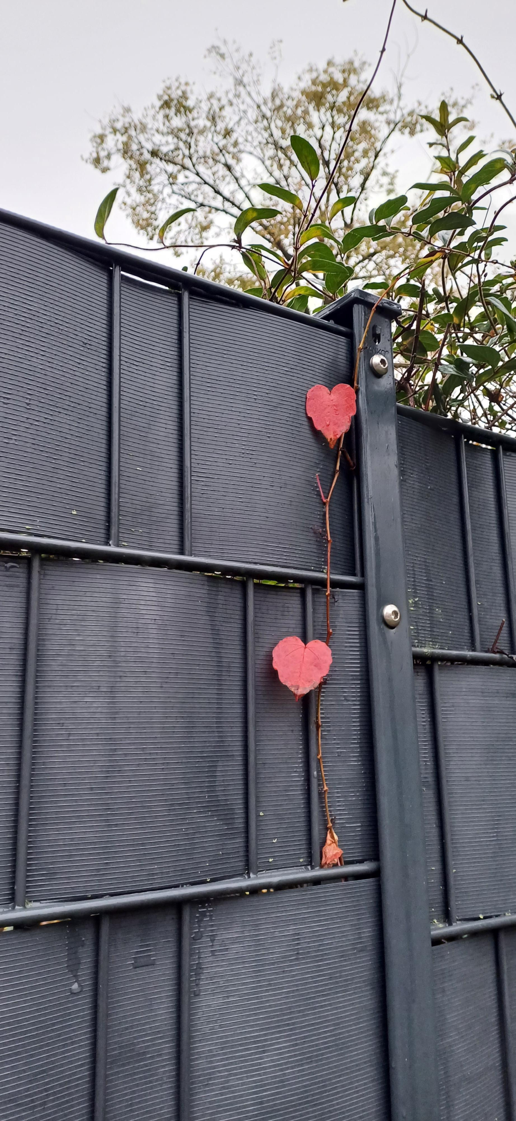 Herzförmige Blätter ranken auf einem Gartenzaun, Foto von Dijana Andric-Scobic / DWD