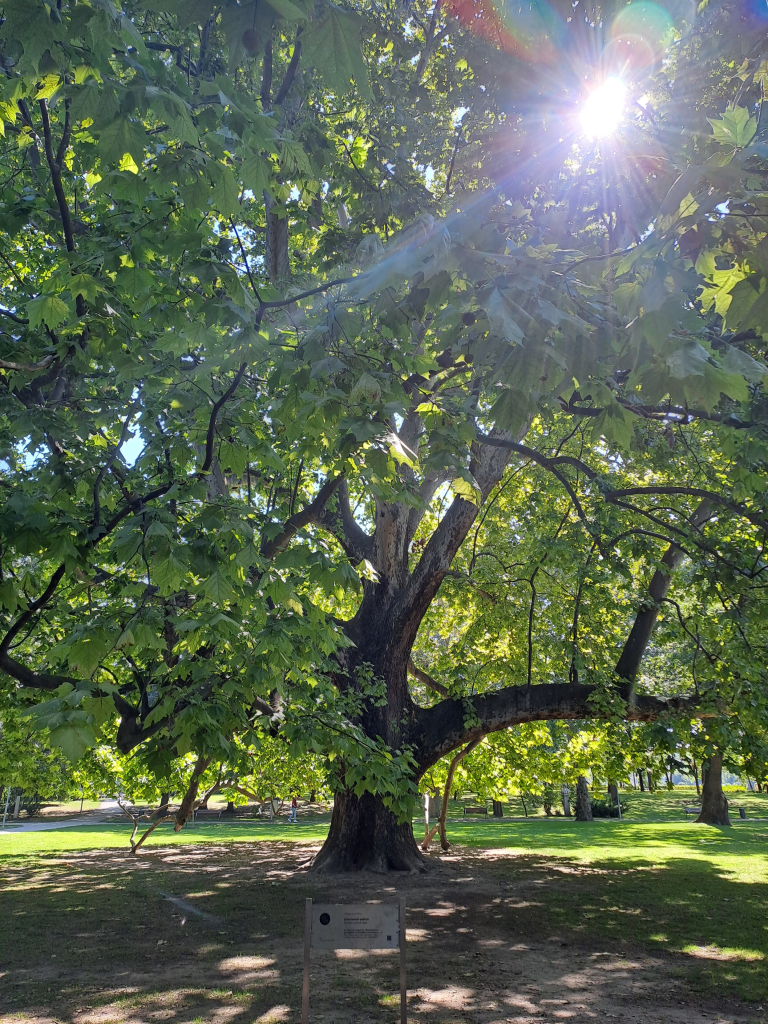 Photo of a large plane tree with sunlight filtering through the leaves