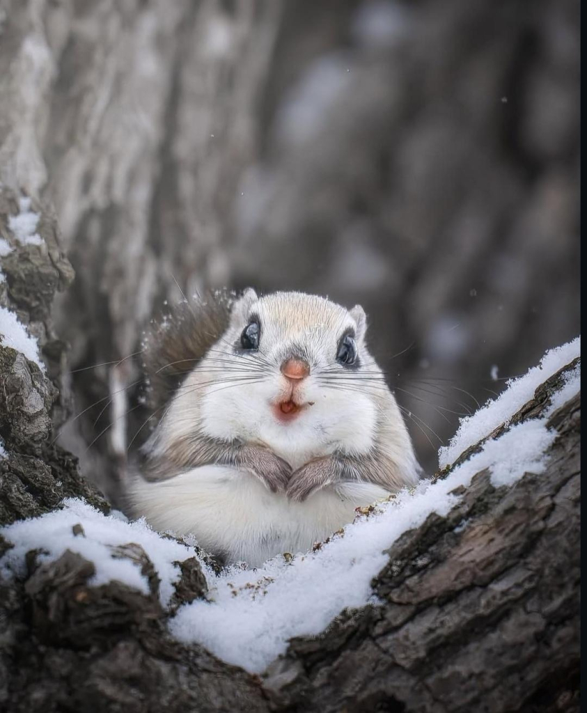 Photography. A color photo of a Siberian flying squirrel in a snowy fork in a tree. The fur of the small animal is yellow-grey on the upper side and white on the underside. It has a small face with large, alert eyes, a button nose and long whiskers. It sits there with its paws in front of its belly and looks directly into the camera. It looks as if it is happy. A very cute and shy animal that is difficult to get in front of the camera.
Info: The Siberian flying squirrel (Pteromys volans) is slightly smaller than the squirrel at around 14 - 20 cm. It is a gliding squirrel that can glide up to 80 meters through the air with its densely hairy flying skin from the carpus to the ankle. They are nocturnal and feed on berries, nuts, fruit, leaves and bark.