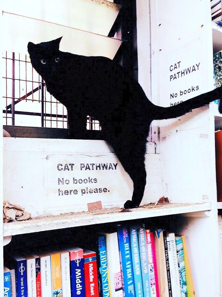 black cat looking backwards at the top of a bookshelf with the sign next to it that says: 'cat pathway - no books here please.'