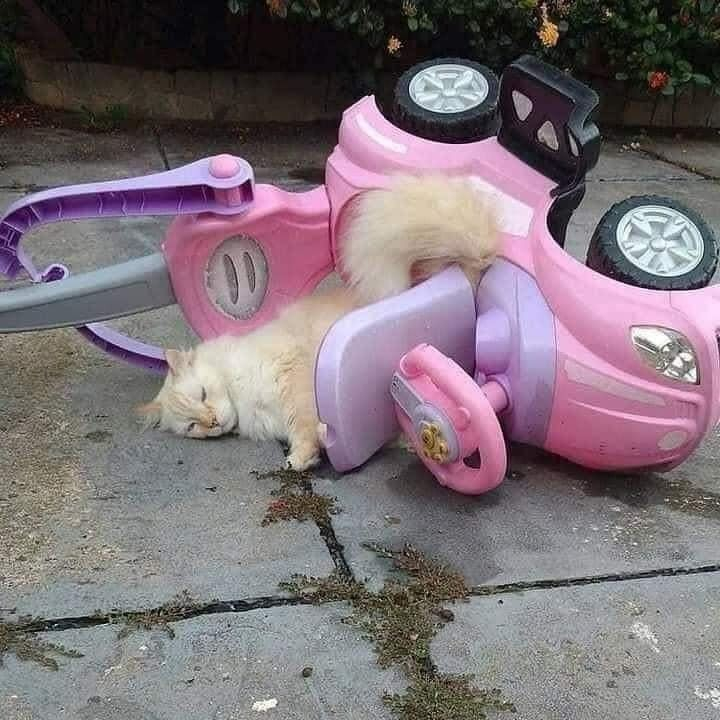 a white and beige cat lying in the seat of a toy car on its side, looking like a car crash