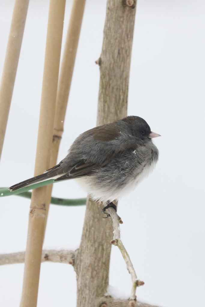 Bird Dark-eyed Junco on a ginkgo branch right side view