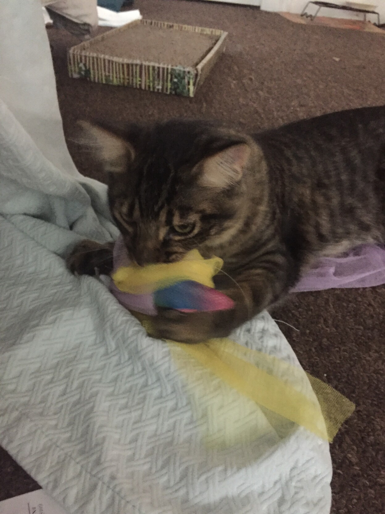 Picture of my tabby kitten with a colorful unicorn headband in his mouth he had stolen from the child downstairs.