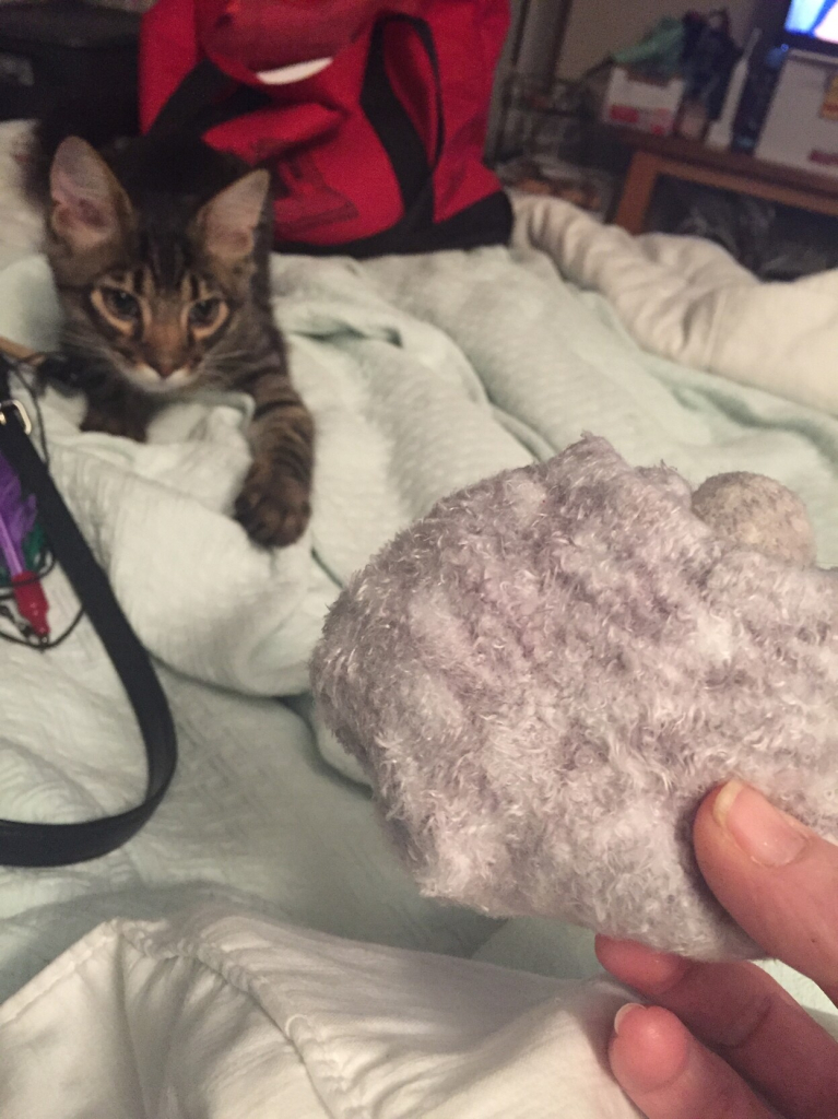 Photo of my kitten trying to play fetch with a pair of my roommate socks he had stolen from downstairs.