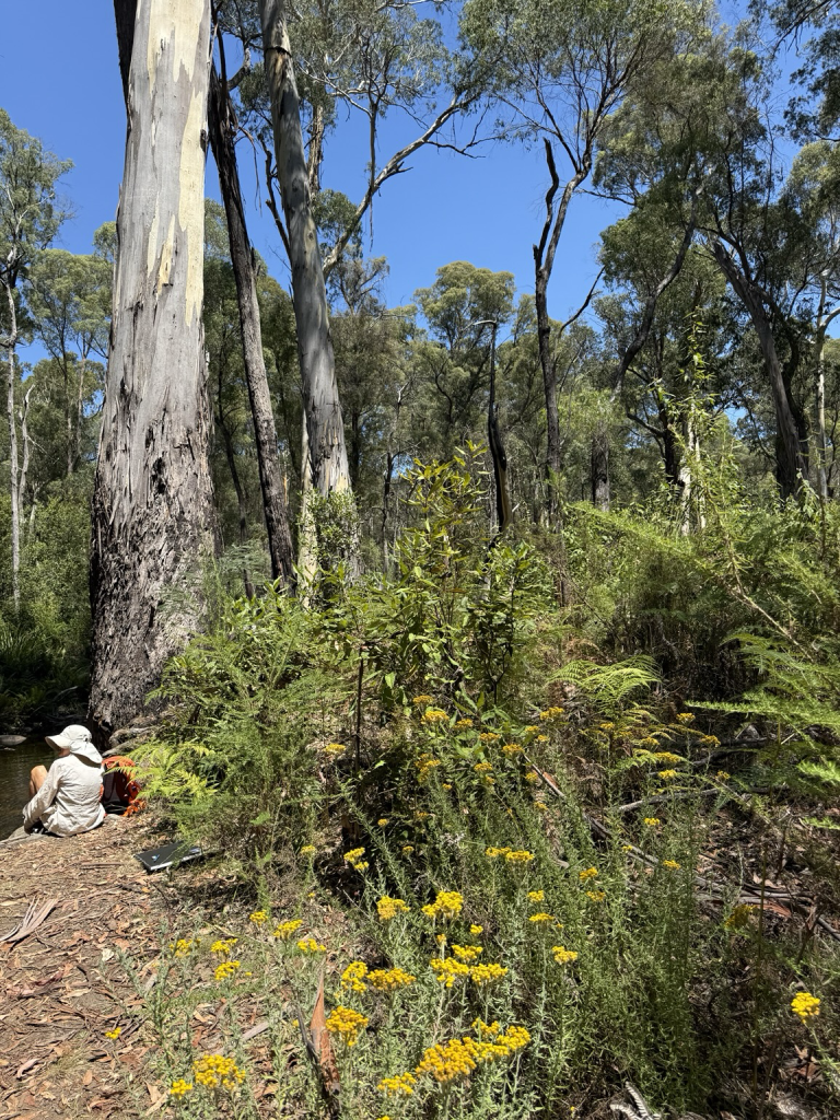 Person sitting in bottom left corner, back to the viewer, facing a creek. Hot her right is the bottom of a huge 80 yr Manna Gum (host to koalas) with bush everlasting daisies at its base and the forest in the middle and background. 