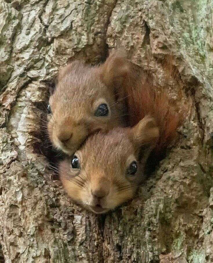 Die Köpfe zweier Eichhörnchen schauen aus einer Baumhöhle
Quelle: Pinterest ohne weitere Angaben