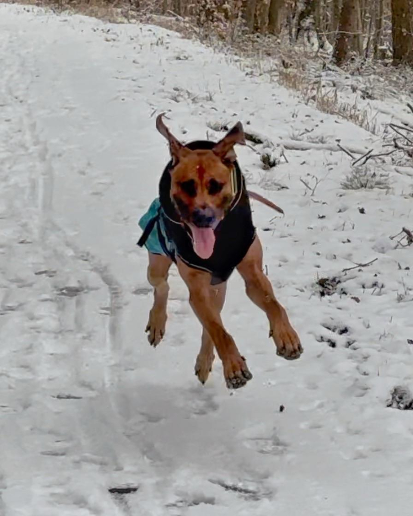 Ein Hund springt spielerisch über einen verschneiten Weg, trägt eine schwarze Jacke und scheint einen fröhlichen Ausdruck zu haben. Bäume säumen den Hintergrund und weisen auf eine winterliche Umgebung im Freien hin.