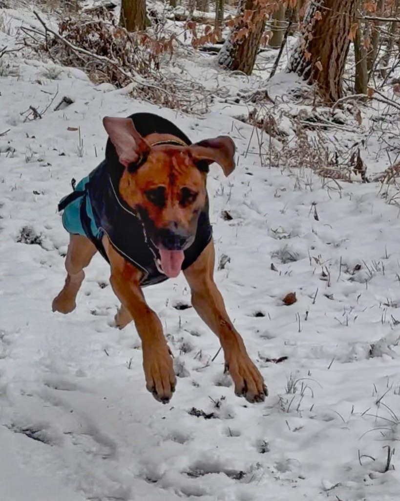 Ein brauner Hund mit schwarzem Fell springt durch eine verschneite Landschaft. Bäume und einige gefallene Blätter sind im Hintergrund sichtbar. Die Zunge des Hundes ist heraus, was darauf hindeutet, dass er spielerisch das Winterwetter genießt.