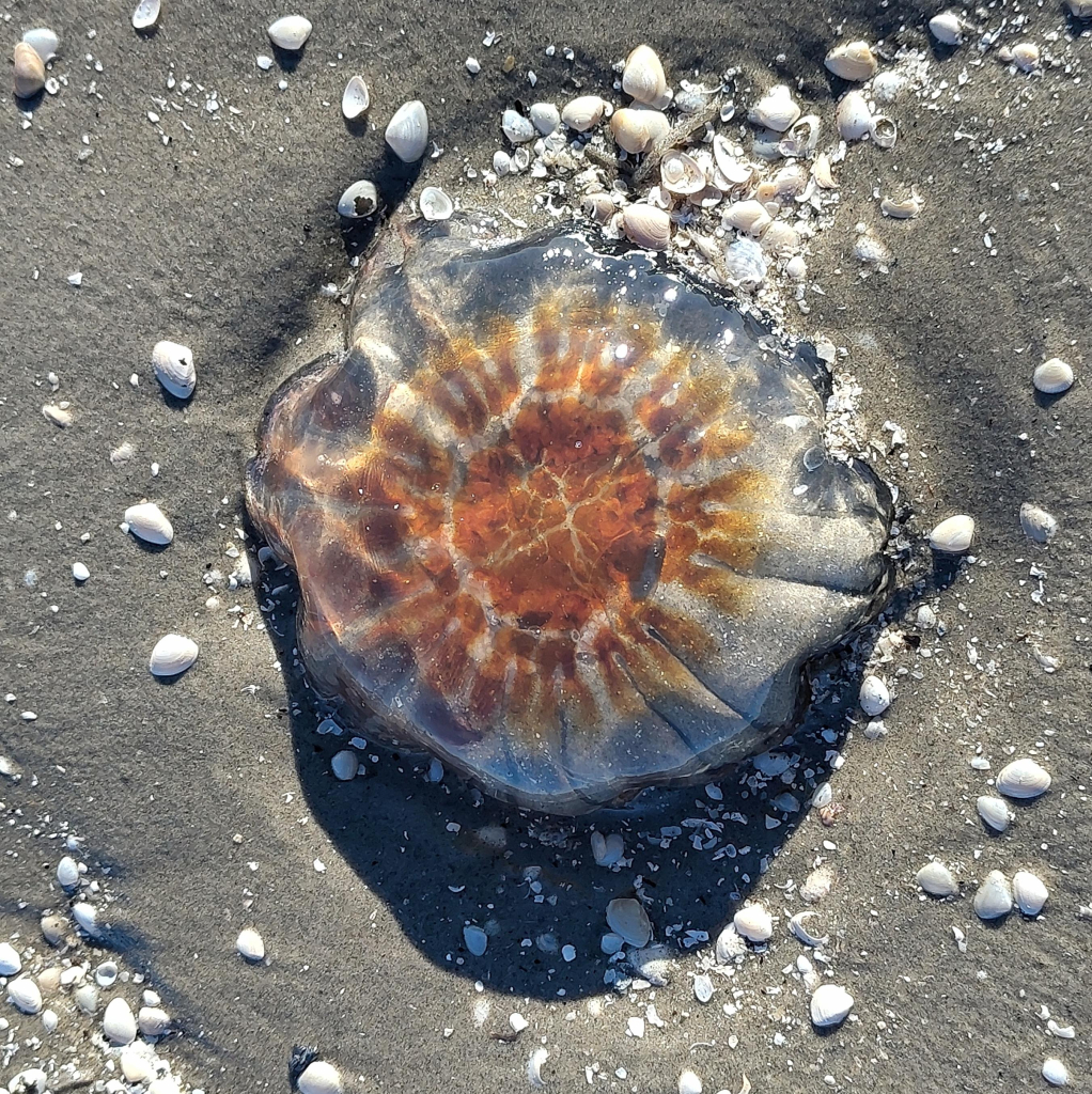 A jellyfish stranded on a frozen beach. It has an ochre center and is covered in translucent jelly. Its casting a sharp shade on the sand