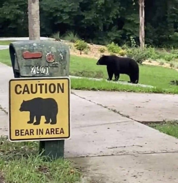 black bear standing on someone's driveway in the background, while in the foreground, a yellow sign that says "caution bear in area" with an identically shaped bear on the sign