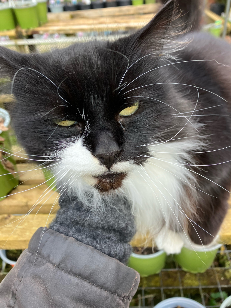 Photo of a very floofy black and white cat with curly white whiskers. It is sitting on a wooden plant bench in a garden centre and receiving chin scritches from a grey mittened hand.