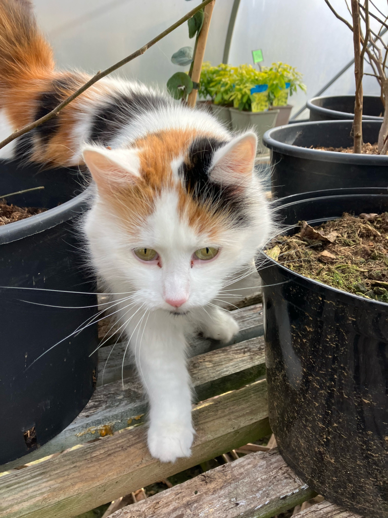 Photo of a floofy white and tortoiseshell cat weaving through plant pots on a wooden bench in a polytunnel.