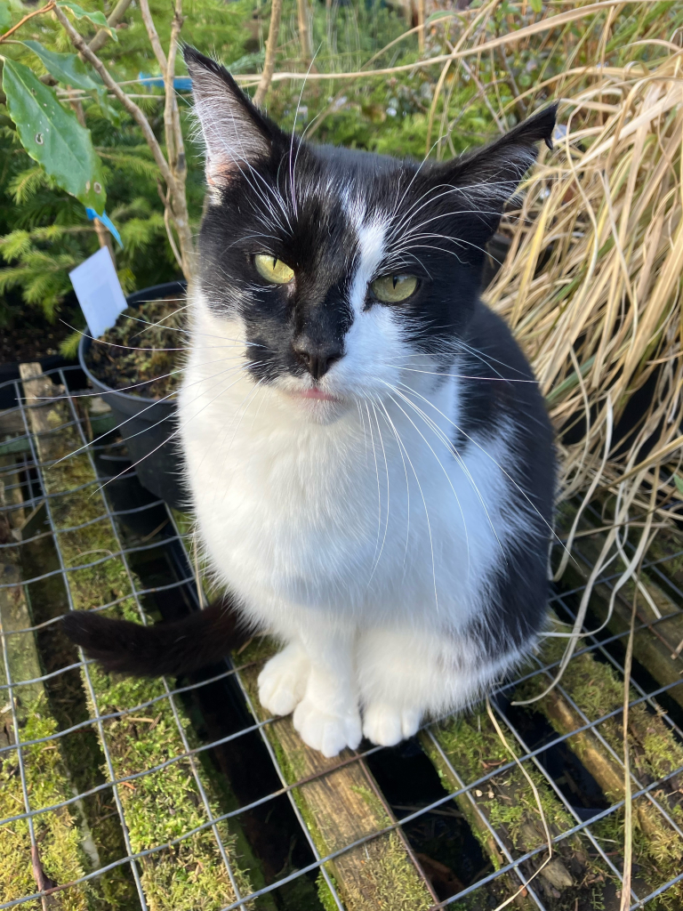 Photo of a little black and white cat sitting neatly between pots of plants on another bench and looking up at the camera. It is missing its front left leg, not that it’s easy to spot.