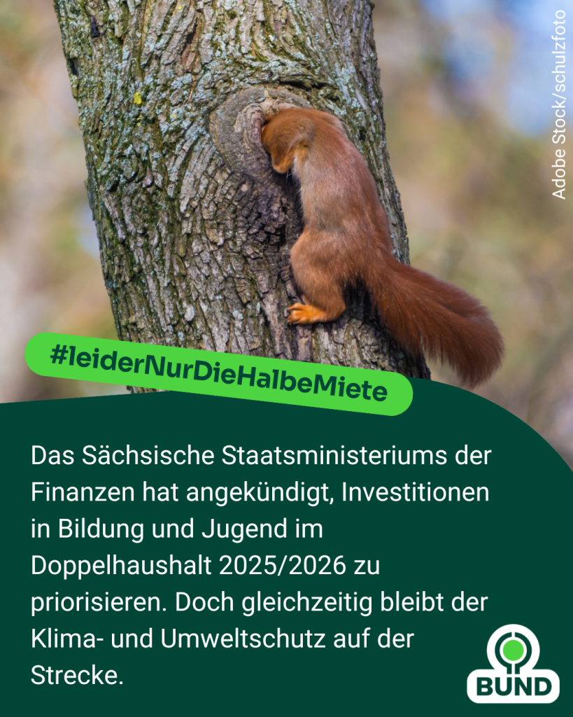 Eichhörnchen steckt den Kopf in einen Baum